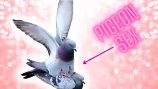 how do pigeons mate [upl. by Edmanda]