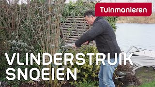 Vlinderstruik Buddleja snoeien hoe doe je dat  Tuinmanieren [upl. by Aihsemot]