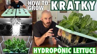 How to Grow Kratky Hydroponic Lettuce Cheap amp Easy [upl. by Ianej]