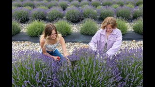 Lavender farming in West Michigan [upl. by Rosenkrantz]