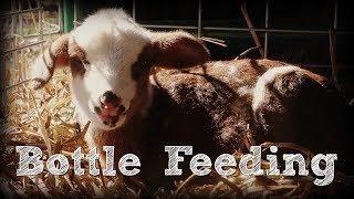 Bottle Feeding a Newborn Lamb [upl. by Riehl]