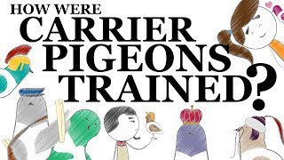 How Were Carrier Pigeons Trained [upl. by Nirot222]