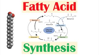 Fatty Acid Synthesis Pathway Overview Enzymes and Regulation [upl. by Oirramed]