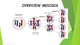 Meiosis Part 1 [upl. by Tloh]