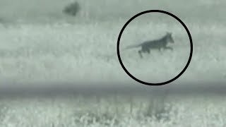 TASMANIAN TIGER SIGHTINGS CONFIRM THEY ARE STILL ALIVE Thylacine [upl. by Thorny775]