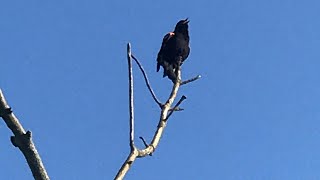 Red Winged Blackbird Singing [upl. by Elisha930]