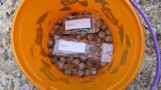 Conservation planting loblolly and longleaf pine tree seeds [upl. by Karwan]