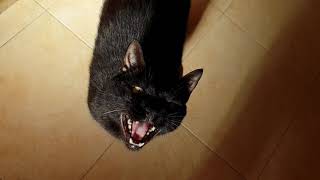 Cat Meowing in Slow Motion [upl. by Uolymme]