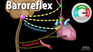 Baroreflex Regulation of Blood Pressure Animation [upl. by Vere657]