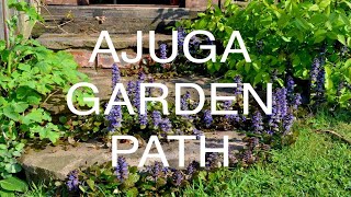 Ajuga  Bugleweed Garden Path [upl. by Ordnasil]