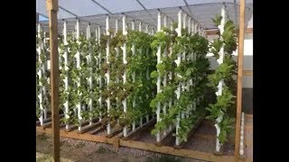 How to  Green House and Vertical Hydroponic System [upl. by Debi]