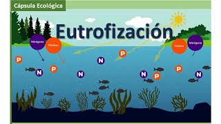 Eutrofización [upl. by Nlycaj]