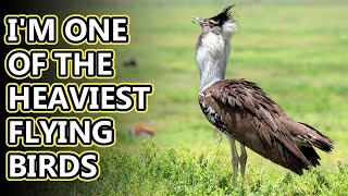 Kori Bustard facts they can fly if they want to  Animal Fact Files [upl. by Jit]