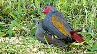 Birds Mating  Finches shorts [upl. by Akemahc]