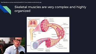 Physiology Lecture 08 Excitable Tissues [upl. by Lienaj]