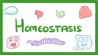 GCSE Biology  Homeostasis 54 [upl. by Amlas]