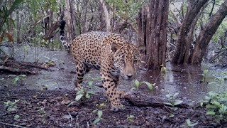 EL TERRITORIO DEL JAGUAR DOCUMENTAL [upl. by Pauletta]