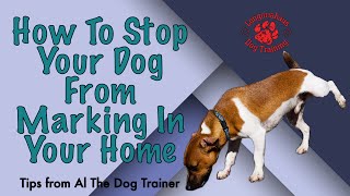 How To Stop Your Dog From Marking In Your Home  Tips From Al The Dog Trainer [upl. by Rother530]