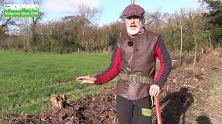 How to coppice a hedge  Hedgerow Week 2020 [upl. by Hound]