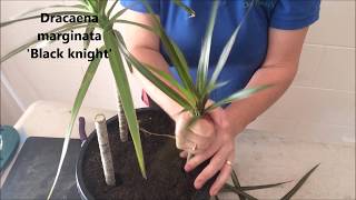 How to Prune amp Propagate your Draceana plants [upl. by Uliram469]