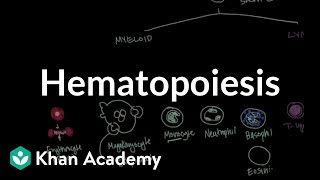 Hematopoiesis  Hematologic System Diseases  NCLEXRN  Khan Academy [upl. by Hnirt]