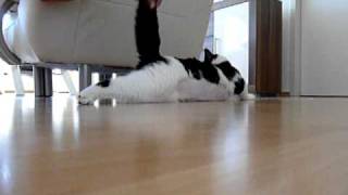 Epileptischer Anfall Kater Willi [upl. by Fair]