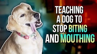 TEACHING A DOG TO STOP BITING AND MOUTHING [upl. by Madaih147]