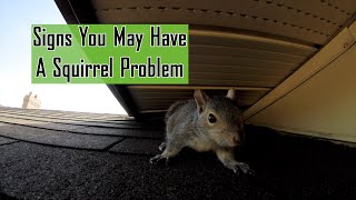 Signs You May Have A Squirrel Problem [upl. by Ecidnarb589]