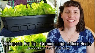 Hydroponic ProTip  Growing Large Lettuce Heads [upl. by Purpura819]