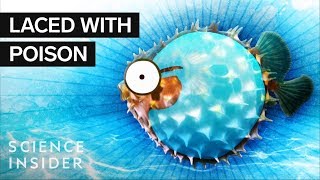 What’s Inside A Puffer Fish [upl. by Sad]