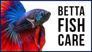 How to Care for Your New Betta Fish [upl. by Eltrym]