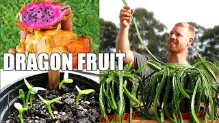 Pitaya  Dragon Fruit  Transplanting and Growing Rare Varieties from Seed [upl. by Charlotta]