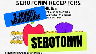 2Minute Neuroscience Serotonin [upl. by Auhsoj]