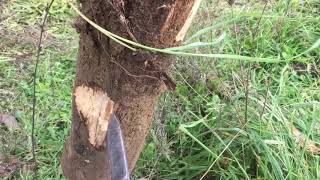 Black Locust As Fence Post [upl. by Tice230]