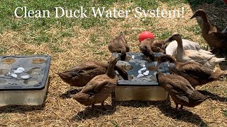 Duck Water System [upl. by Lahpos372]