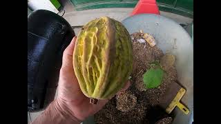 Theobroma bicolor white Chocolate Plant Characteristics tasting and propagation of seedlings [upl. by Bertero155]