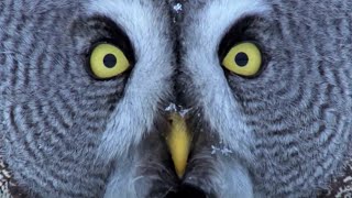 Mesmerising Owl Moments  BBC Earth [upl. by Nylkcaj]