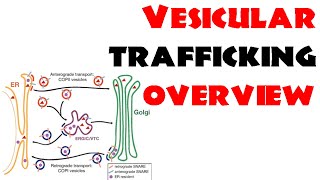 Vesicle trafficking  vesicle transport in cell [upl. by Ahsiad160]