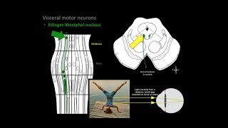 Brainstem Motor nuclei [upl. by Kelly]