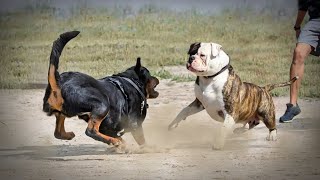 Rottweiler VS American BullDog [upl. by Atikehs46]