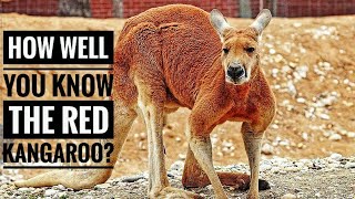 Red Kangaroo  Description Characteristics and Facts [upl. by Negah578]