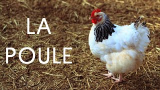 La poule documentaire [upl. by Uhn69]