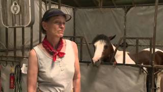 Horse slaughterhouse in Iowa [upl. by Biron861]