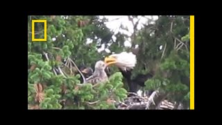 Usually Enemies Bald Eagles Adopt RedTailed Hawk Chick  National Geographic [upl. by Rivi]