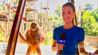 Funniest Animals News Bloopers Of All Time [upl. by Porcia150]