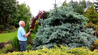 Pruning Conifers with Adrian Bloom [upl. by Siloam]