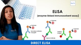 Direct ELISA  Basics Explained [upl. by Hathaway865]