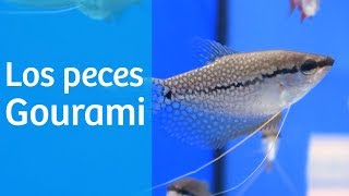 Acuario tropical · Peces Gourami 👨🏻 [upl. by Haldan]