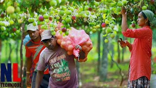 From Farm To Factory Amazing Passion Fruit Processing Technology [upl. by Suoicerpal812]