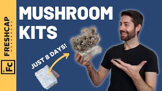 Grow Mushrooms In Just 8 DAYS Mushroom Growing Kit Review anyone can do this at home [upl. by Acinomad777]